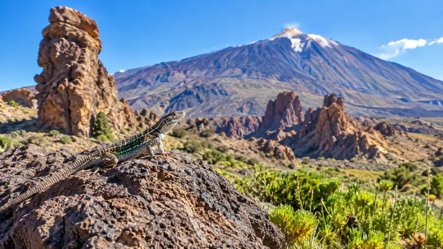 Teide National Park Viewpoints, Wildlife, and Eco-Tax Rules
